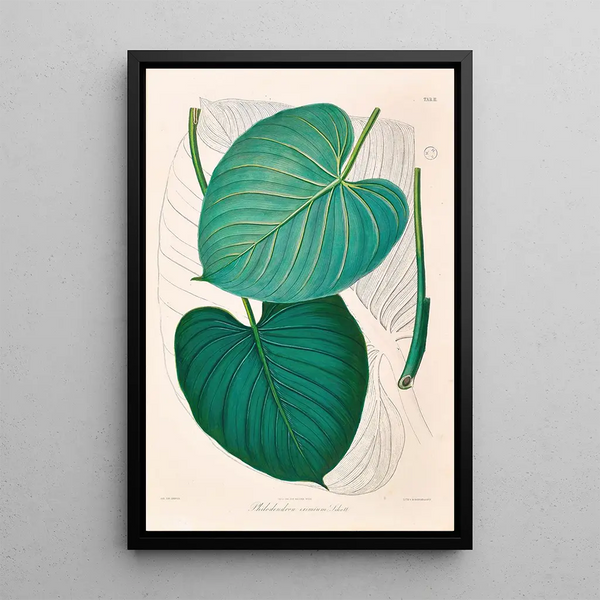 Icones Aroidearum Pl02 - Heinrich Wilhelm Schott — quadro incorniciato alla parete