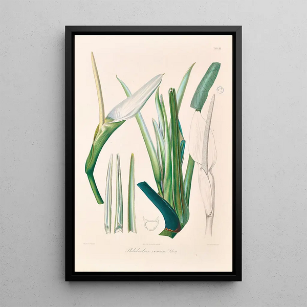 Icones Aroidearum Pl03 - Heinrich Wilhelm Schott — quadro incorniciato alla parete