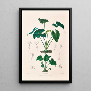 Heinrich Wilhelm Schott - Icones Aroidearum Pl10.webp