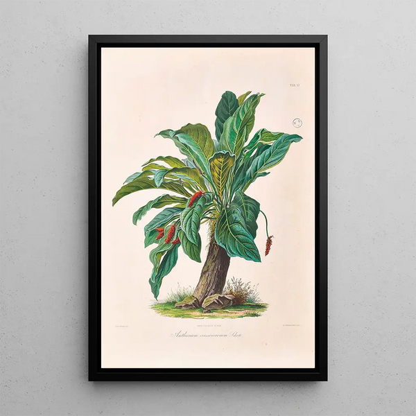 Icones Aroidearum Pl11 - Heinrich Wilhelm Schott — quadro incorniciato alla parete