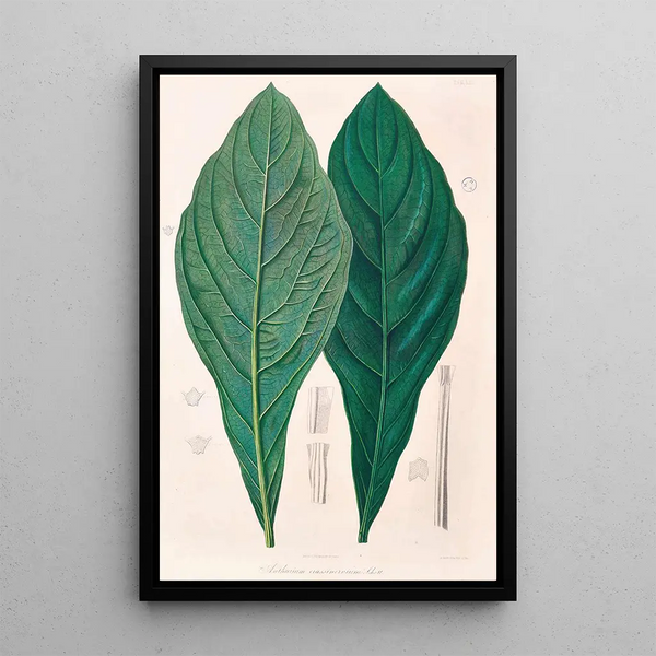 Icones Aroidearum Pl12 - Heinrich Wilhelm Schott | Reproduction — quadro incorniciato alla parete