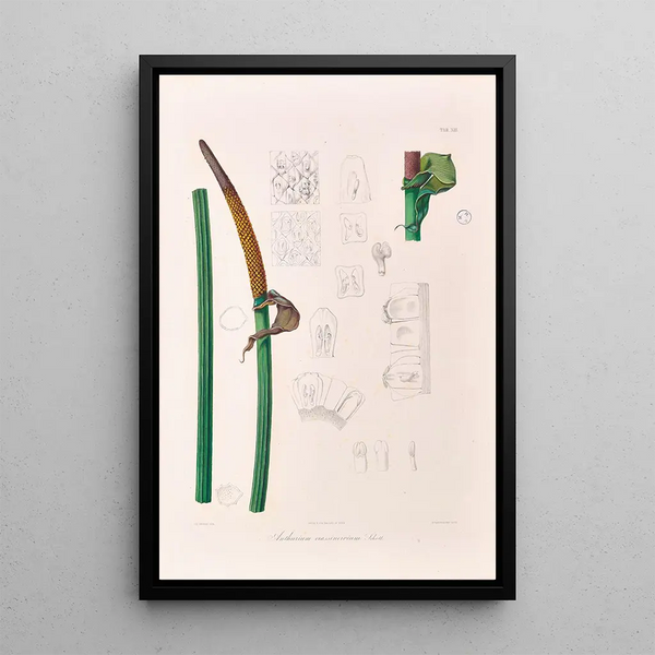 Icones Aroidearum Pl13 - Heinrich Wilhelm Schott — quadro incorniciato alla parete