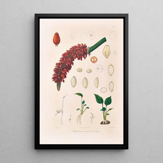 Heinrich Wilhelm Schott - Icones Aroidearum Pl14.webp