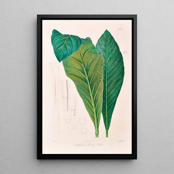 Icones Aroidearum Pl16 - Heinrich Wilhelm Schott — quadro incorniciato alla parete