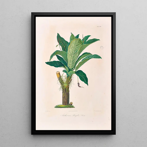 Icones Aroidearum Pl18 - Heinrich Wilhelm Schott — quadro incorniciato alla parete