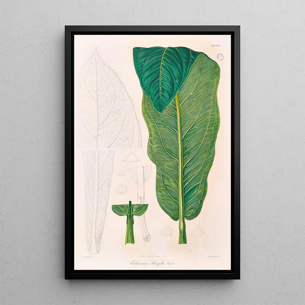 Icones Aroidearum Pl19 - Heinrich Wilhelm Schott — quadro incorniciato alla parete