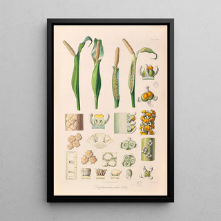 Heinrich Wilhelm Schott - Icones Aroidearum Pl26.webp