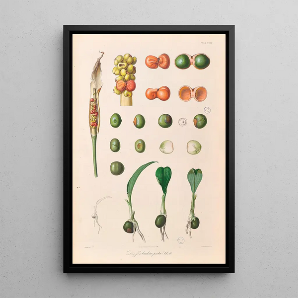 Icones Aroidearum Pl27 - Heinrich Wilhelm Schott — quadro incorniciato alla parete