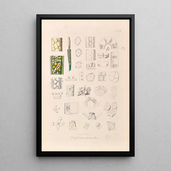 Icones Aroidearum Pl30 - Heinrich Wilhelm Schott — quadro incorniciato alla parete