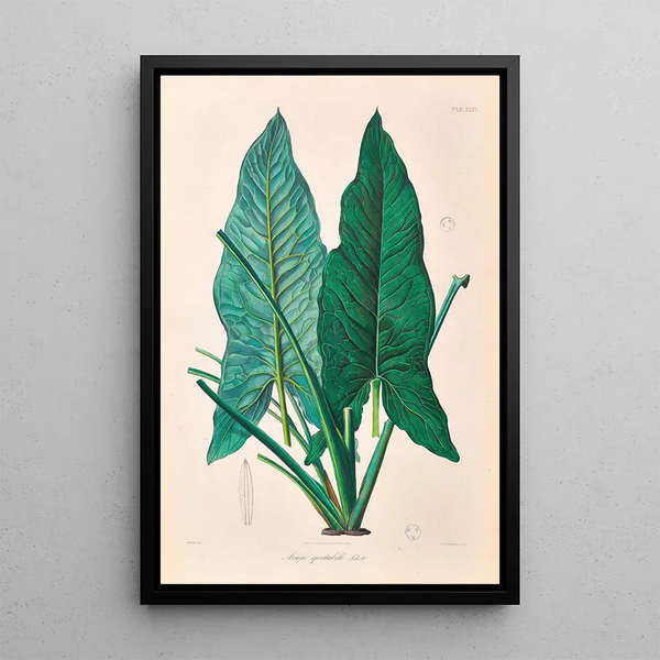 Icones Aroidearum Pl31 - Heinrich Wilhelm Schott — quadro incorniciato alla parete