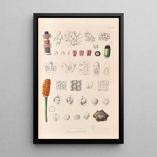 Icones Aroidearum Pl33 - Heinrich Wilhelm Schott — quadro incorniciato alla parete