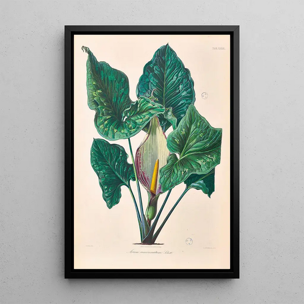 Icones Aroidearum Pl39 - Heinrich Wilhelm Schott — quadro incorniciato alla parete