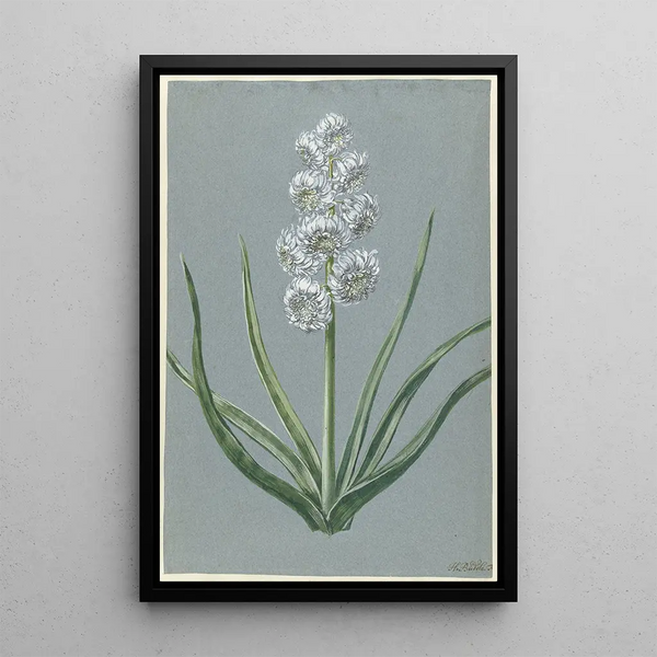 Jacinthe Margrave Charles de Bade-Durlach - Hendrik Budde — quadro incorniciato alla parete
