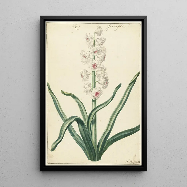 Jacinthe blanche - Hendrik Budde — quadro incorniciato alla parete
