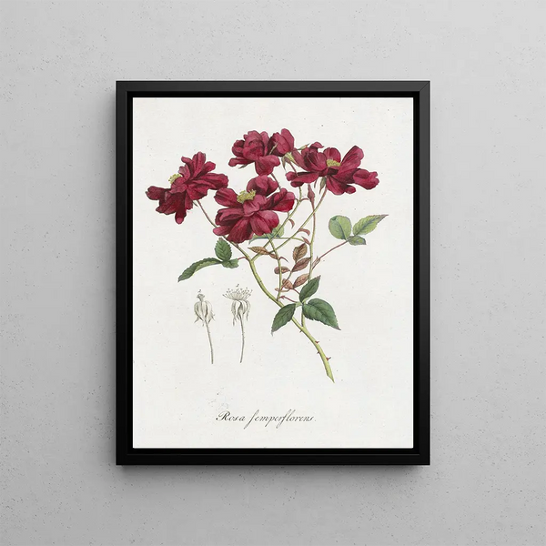 Hendrik Schwegman - Chinese roos Rosa chinensis Jacq.webp