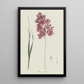 Hendrik Schwegman - Ixia patens Aiton.webp