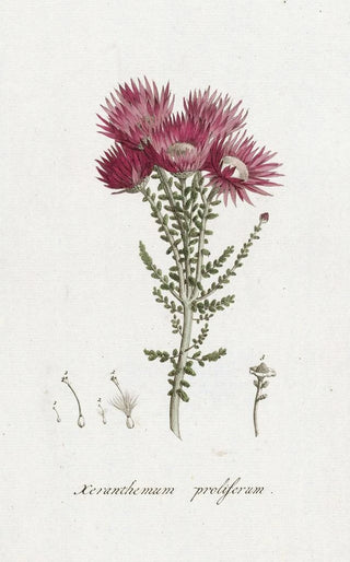 Hendrik Schwegman - Phaenocoma prolifera.webp