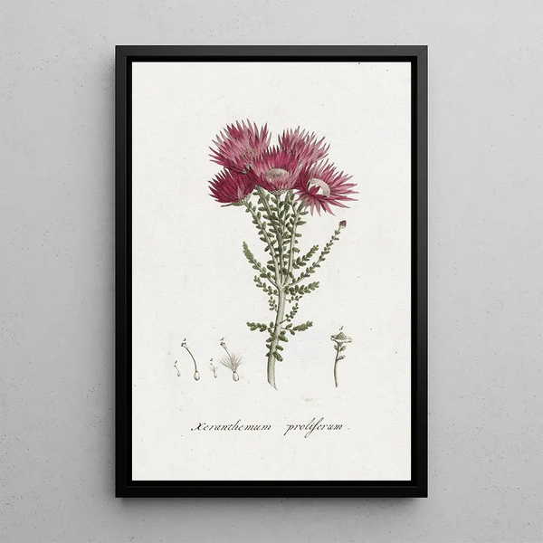 Hendrik Schwegman - Phaenocoma prolifera.webp