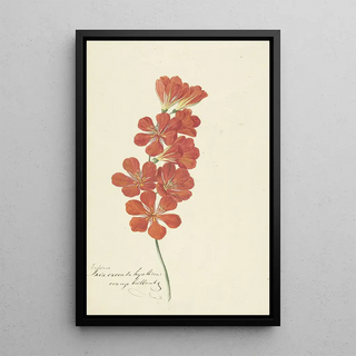 Hendrik Schwegman - Tritonia Crocata Flame Freesia.webp