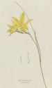 Gladiolus carinatus Aiton - Hendrik Schwegman — vista dell’opera