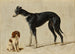 Un epagneul Cavalier King Charles seduto e un levriero in piedi - Hendrik Stokvisch — vista dell’opera