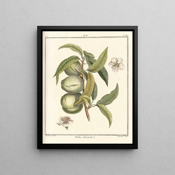 HenriLouis Duhamel du Monceau - Trait des arbres fruitiers Pl04.webp