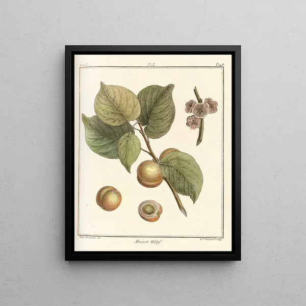 HenriLouis Duhamel du Monceau - Trait des arbres fruitiers Pl05.webp