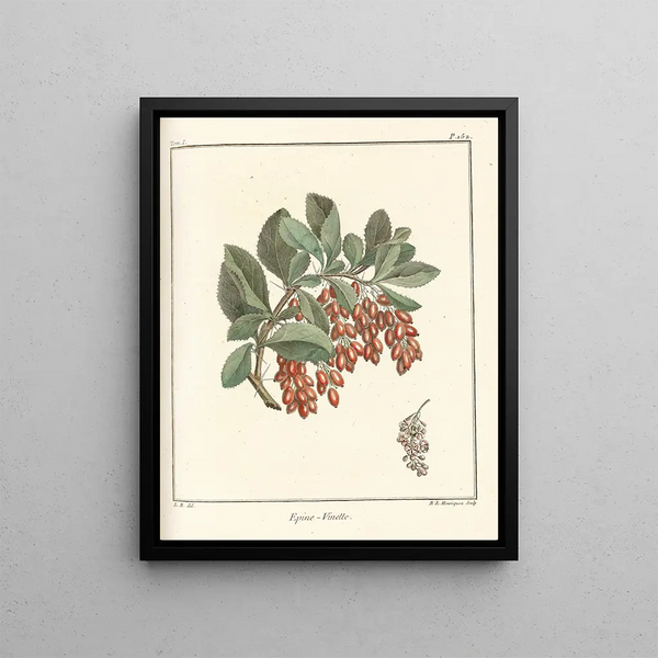 HenriLouis Duhamel du Monceau - Trait des arbres fruitiers Pl11.webp