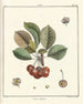 Traité des arbres fruitiers Pl15 - Henri-Louis Duhamel du Monceau — vista dell’opera