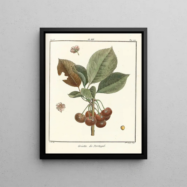 HenriLouis Duhamel du Monceau - Trait des arbres fruitiers Pl24.webp