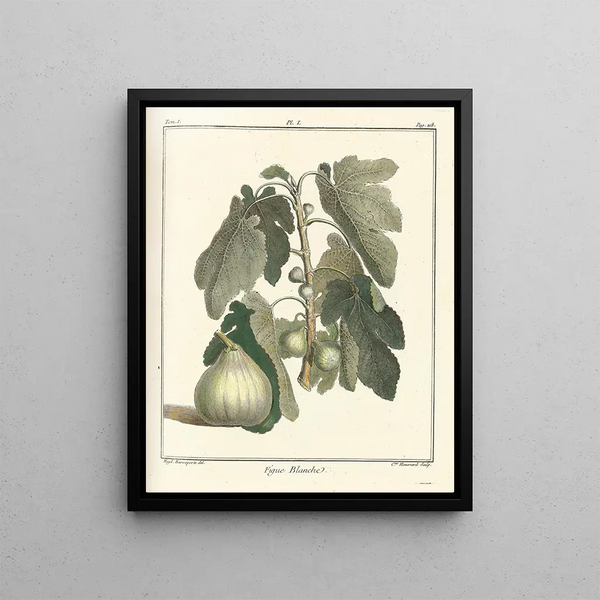 HenriLouis Duhamel du Monceau - Trait des arbres fruitiers Pl29.webp