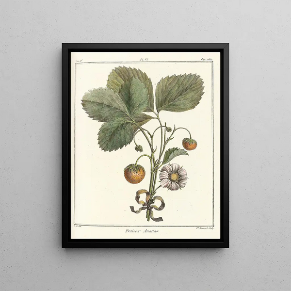 HenriLouis Duhamel du Monceau - Trait des arbres fruitiers Pl36.webp