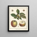 Traité des arbres fruitiers Pl55 - Henri-Louis Duhamel du Monceau — quadro incorniciato alla parete