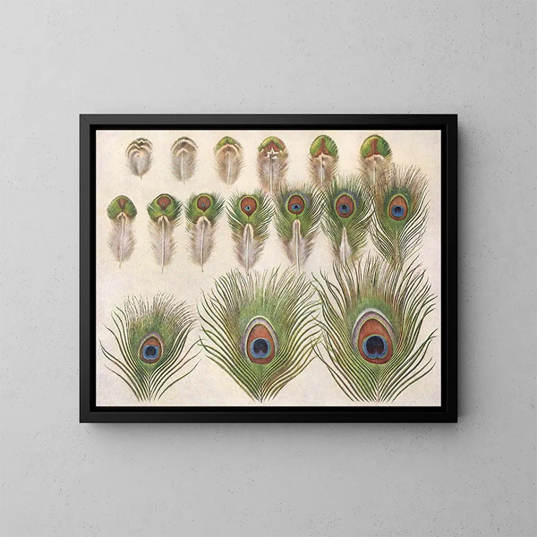 Evoluzione degli occhi sulla coda di un pavone - Henrik Grönvold — quadro incorniciato alla parete