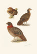 Plumages de tragopans - Henrik Grönvold — vista dell’opera