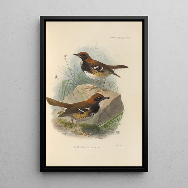 Henry Seebohm - Geocichla Leucolaema.webp