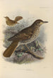 Geocichla Lunulata Geocichla Macrorhyncha - Henry Seebohm — vista dell’opera
