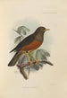 Merula Celebensis - Henry Seebohm — vista dell’opera