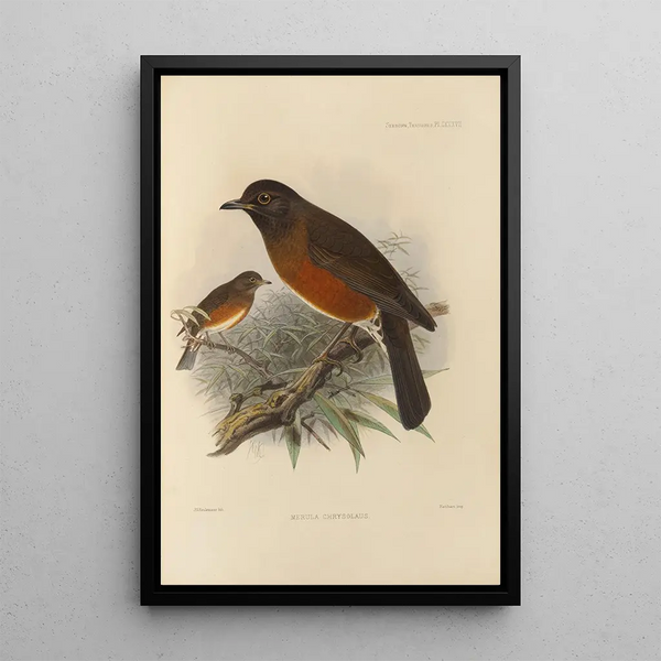 Henry Seebohm - Merula Chrysolaus.webp