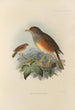 Merula Erythropleura - Henry Seebohm — vista dell’opera