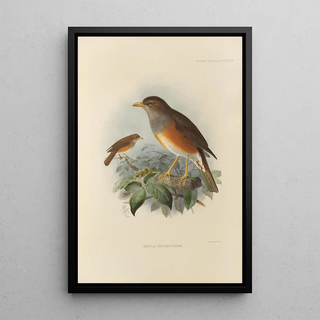 Henry Seebohm - Merula Erythropleura.webp