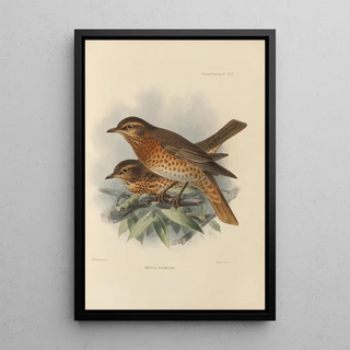 Henry Seebohm - Merula Naumanni.webp