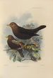 Merula Poliocephala - Henry Seebohm — vista dell’opera
