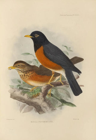 Henry Seebohm - Merula Protomomelaena.webp