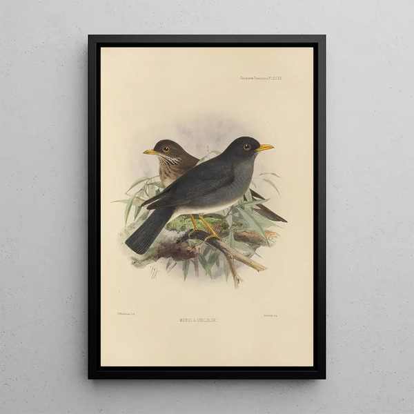 Henry Seebohm - Merula Unicolor.webp
