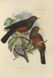 Merula Whiteheadi - Henry Seebohm — vista dell’opera