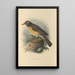 Turdus Confinis - Henry Seebohm — quadro incorniciato alla parete
