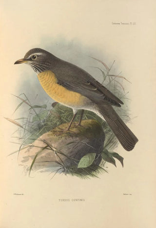 Henry Seebohm - Turdus Confinis.webp