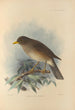 Turdus Cryptopyrrhus - Henry Seebohm — vista dell’opera