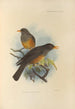 Turdus Elgonensis - Henry Seebohm — vista dell’opera